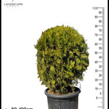 622 thuja Orientals nana italy