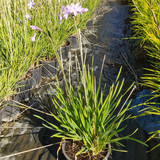 photo 5996633261822035336 y