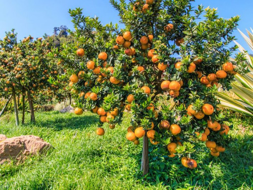 أرضى مزروعة برتقال (6).jpg