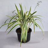 Dianella tasmanica 10liter pot greensouq