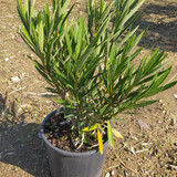 photo 5996633261822035347 y