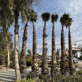 photo 5996633261822035325 y