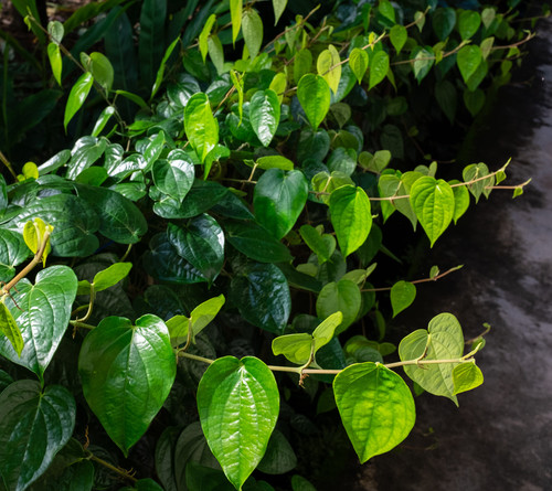 vecteezy many betel leaves green background biomorphism 51211741.jpg