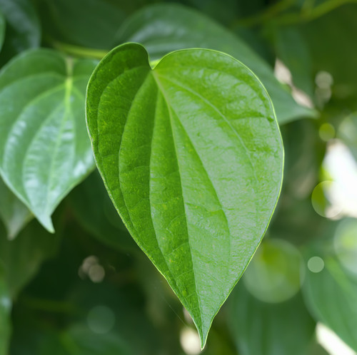 Green betel leave or betle piper fresh, mostly consumed in Asia, such as betel or paan, with areca n.jpg