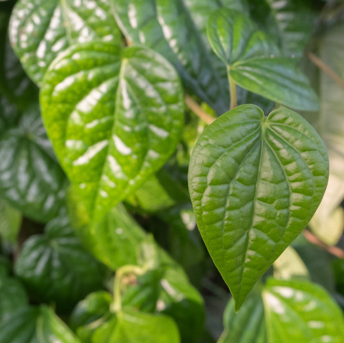 vecteezy daun sirih or betel leaf betel is a native plant of 23406783.jpg