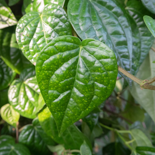 vecteezy daun sirih or betel leaf betel is a native plant of 23406784.jpg