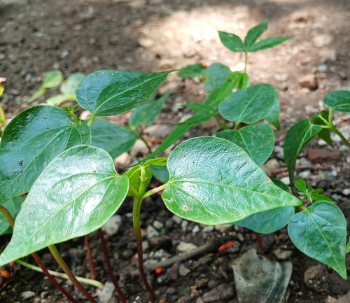 Peperomia pellucida growing in the home garden..jpg