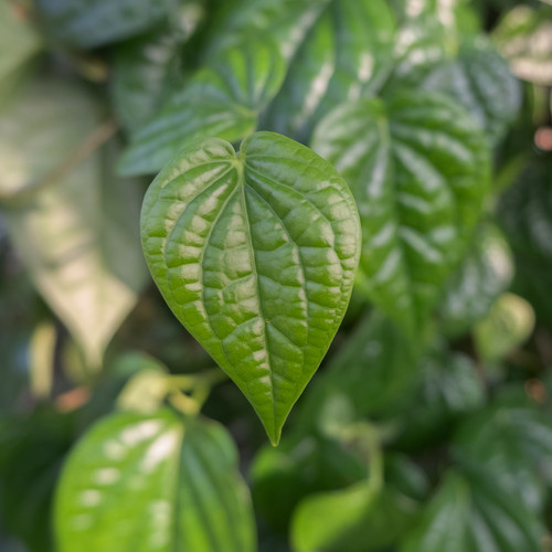 vecteezy daun sirih or betel leaf betel is a native plant of 23406787.jpg