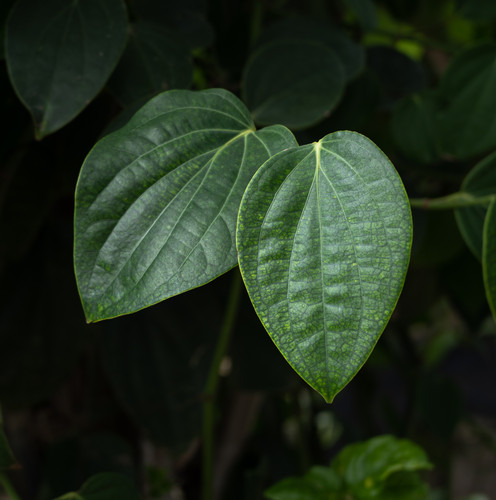dark green leaf wallpaper background.jpg