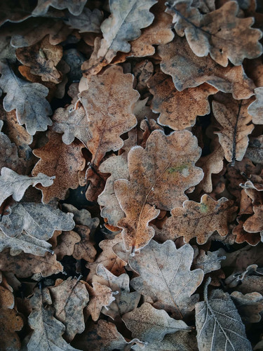 frosted autumn leaves texture ykq0zmq7ct39bezl.jpg