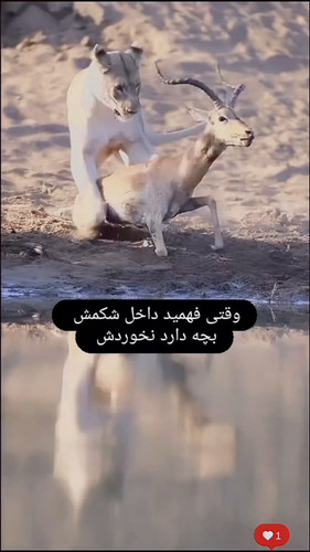 4ASKnUN iBnUJ8Ut.jpg