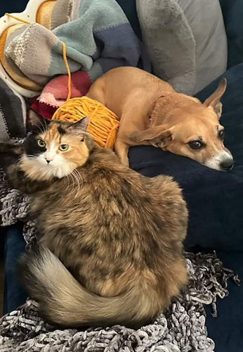 Meet Tessa the Rescue Dog Who Found a Friend Forever in an Adorable Kitten 67347bba11f2c png 700.jpg