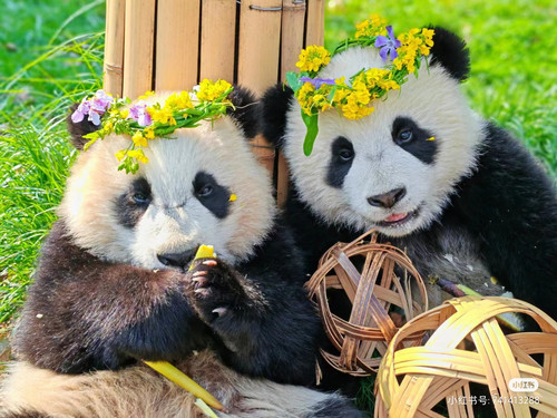 Camera XHS 17430644447141040g2sg3154mo0eq14c05n2p3khkgbm5u45f7f0.jpg