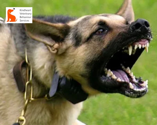 Controlling Aggression in Dogs – Expert Help in Victoria, Canada.jpg
