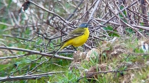 tHJB SCvwn94Ht6B.jpg