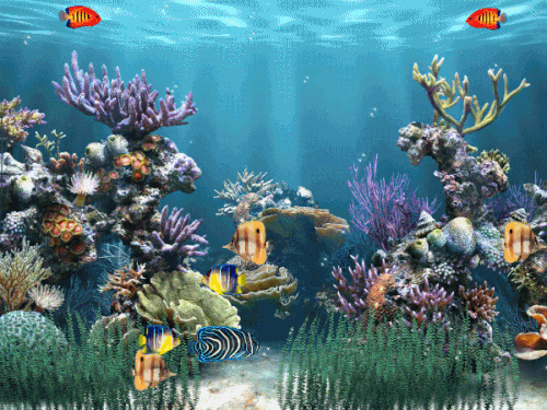 aquarium 3461.gif