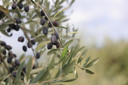 487312997 978958984325624 509592152981585182 n.jpg?stp=dst jpg p526x395 tt6& nc cat=108&ccb=1 7& nc .jpg