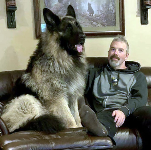 giant dog pics 13 65e1a259bec1c 700.jpg
