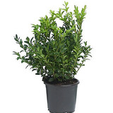 buxus sempervirens box 1 litre03245231 02c