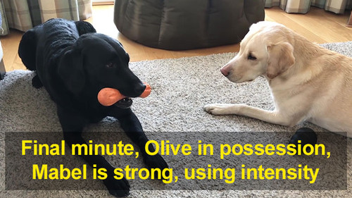 sports broadcaster comments his two dogs 1 5e95a2773b95e 700.jpg