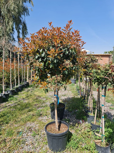 photo 5996633261822035300 y.jpg