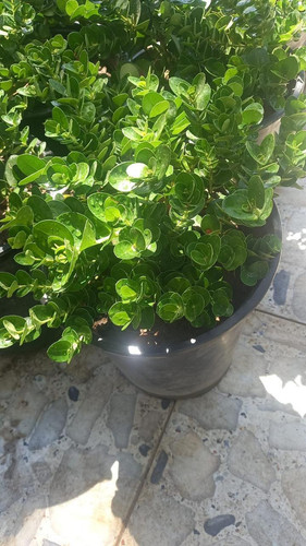 photo 5996633261822035424 y.jpg