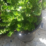 photo 5996633261822035424 y