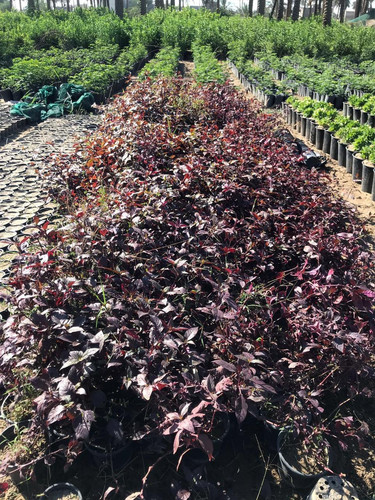 photo 5996633261822035425 y.jpg