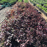 photo 5996633261822035425 y