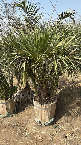 photo 5996633261822035416 y.jpg