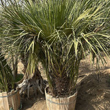 photo 5996633261822035416 y