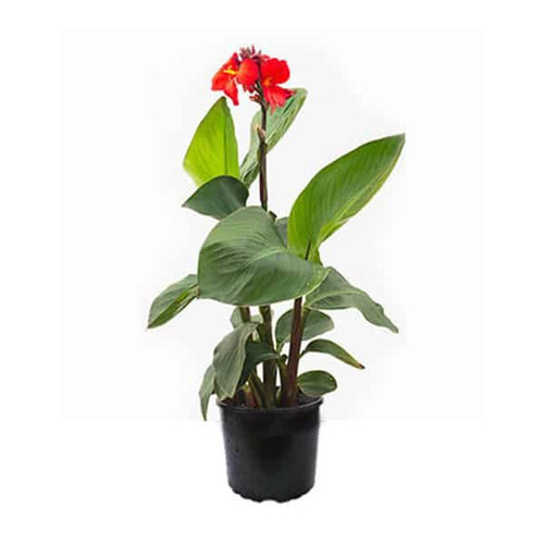 canna indica.jpg