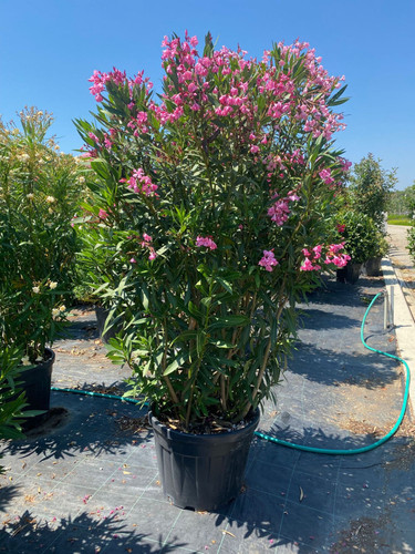 Nerium oleander solom.jpg