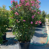 Nerium oleander solom