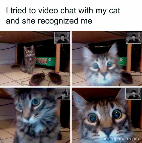 funny animal meme posting 150 65b22465ec101 700.jpg