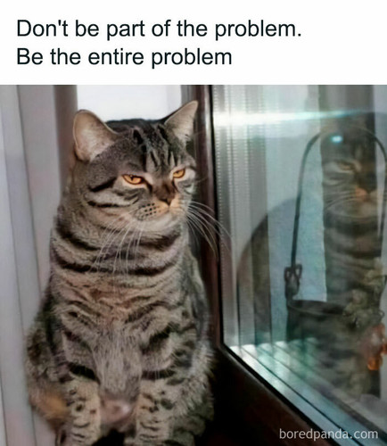 funny relatable cat memes 12 65ddf1392ba0a 700.jpg