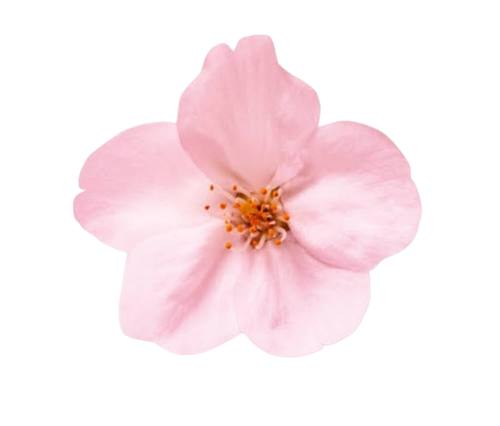 1000000742.png