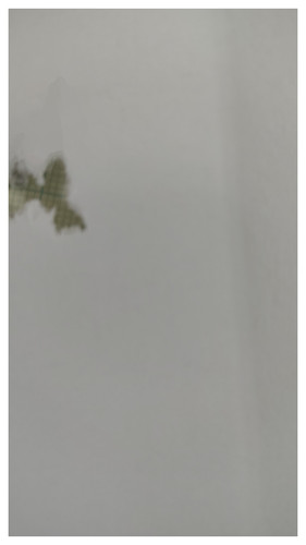 20250327 205141 COLLAGE.jpg