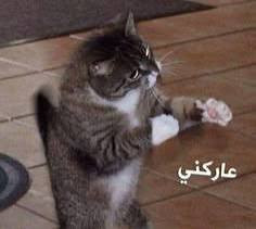 تنزيل (1).jpg