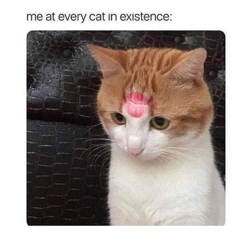 486992371 122117041046781409 1895658616225503416 n.jpg