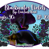 blackwater violets