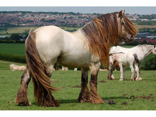 Red Dun Roan Irish Cob.jpg