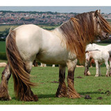 Red Dun Roan Irish Cob