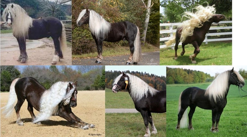 Black Forest Horse.jpg