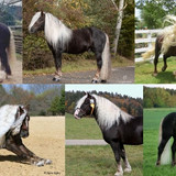 Black Forest Horse