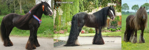 Smoky Black Irish Cob.png