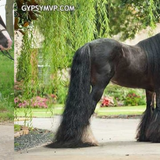Smoky Black Irish Cob