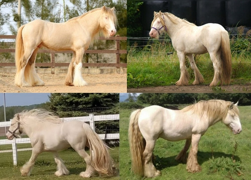 Cremello Irish Cob.jpg