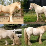 Cremello Irish Cob