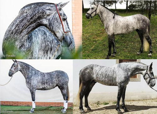 Grey Brindle Lustiano.png